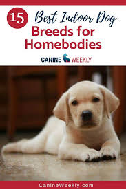 15 Best Indoor Dogs For Homebodies Canine Weekly Indoor Dog Dog Breeds Top Dog Breeds