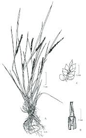 Image result for Sacciolepis