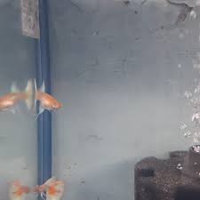 Namun meskipun begitu, sama seperti kucing dan anjing, ikan hias secara tidak langsung juga memberikan manfaat bagi pemiliknya. Jual Ikan Guppy Agy Ribon Video Di Deskripsi Kab Bandung Theo Trading Textile Tokopedia