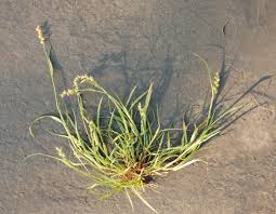 Image result for Cenchrus