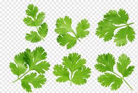 ilustracion de seis hojas verdes fotografia de cilantro hojas hojas de acuarela vegetales de hoja comida png pngwing acuarela vegetales de hoja comida png