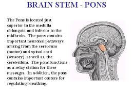 The Part Of The Brainstem That Joins The Hemispheres Of The Cerebellum And Connects The Cerebrum With The Cerebellum Pons Brain Medical Anatomy Brain Stem