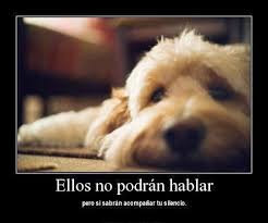 Frases De Amor Por Los Animales El Mejor Blog De Mascotas Pretty Dogs Baby Dogs Dog Love