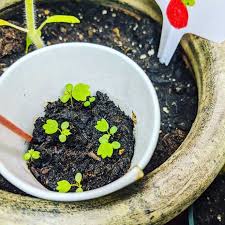 How to grow herbs in pots from seed. Planting Strawberry Seeds In Pots Bunny S Garden