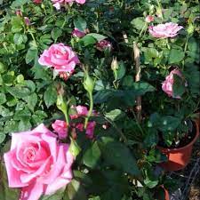 Koleksi bunga ros / mawar. Pokok Bunga Rose Berbagai Warna Stock Bru Sampai Shopee Malaysia