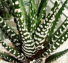 Fasciata, both are commonly known as the zebra cactus. Haworthia Zebra Cactus Pearl Plant Star Window Plant Guide Our House Plants