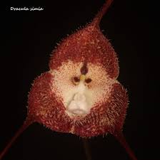 Dracula simia - Orchid Board - Most ...