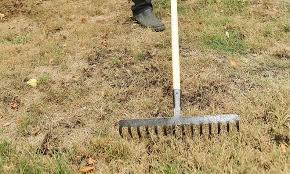 Lawn Burned Rasen Unkraut Im Rasen