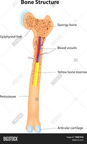 When a human finishes growing these parts fuse together. Long Bone Anatomy Vector Photo Free Trial Bigstock