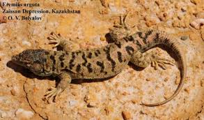 Image result for Drypetes arguta