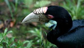 Kategori ketiga, tiket paket terusan dibagi. Burung Enggang Dianggap Penting Oleh Suku Dayak Ini Alasannya Halaman 2 Tribun Travel