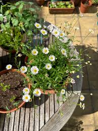 Image result for Erigeron karvinskianus