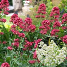 Spornblumen Albus Coccineus 2 Pflanzen Jetzt Bestellen Bei In 2020 Winterharte Stauden Pflanzen Gartenpflanzen