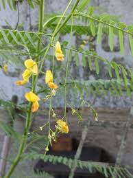 Image result for Sesbania tetraptera
