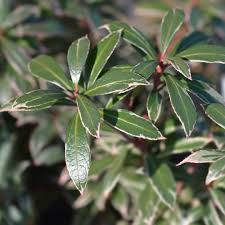 Image result for Pieris japonský little heath obrázek