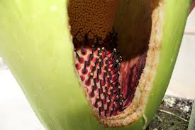 Amorphophallus titanum, species, also known as the titan arum, which has the largest unbranched inflorescence in the world. Kansas State University News And Communications Services