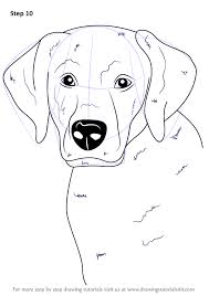 Learn How To Draw A Labrador Face Farm Animals Step By Step Drawing Tutorials Dog Face Drawing Dog Drawing Tutorial Dog Drawing
