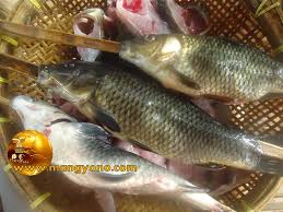 Resep ikan bakar bumbu cobek / sambal cobek bahan : Resep Cobek Ikan Mas Yang Sedap Gurih Dan Nikmat