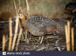 Image result for Rourea thomsonii