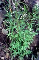 Image result for Conostomium natalense