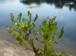 Image result for Najas