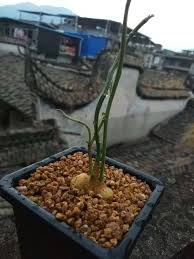 Image result for Monadenium crenatum