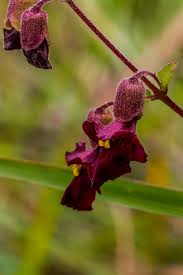 Image result for Tinnea galpinii