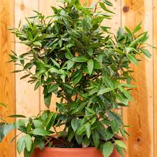 Be the first to review this product. How To Grow Bay Laurel