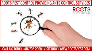 Reliable and effective bed bug exterminator in toronto. Roots Pest Providing Ants Control Services Ant Control Ants Pest Control Bed Bugs