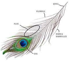 Peacock Feathers For Sale Peacock Feathers Peacock Feather Art Feather Drawing Peacock Feather Drawing