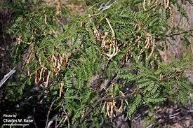 Image result for Prosopis glandulosa