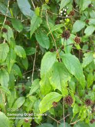 Image result for Blepharispermum