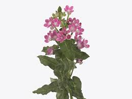 Image result for Oxypetalum