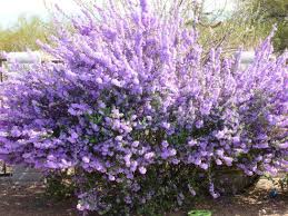 Pin By Marilyn Mccoy On Wish List Texas Landscaping Plants Desert Landscaping