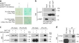 Copyright (c) 2019 pai japan co., ltd. Protein Phosphatase 2a Interacts With Verthandi Rad21 To Regulate Mitosis And Organ Development In Drosophila Scientific Reports