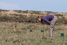 Image result for Harpachne schimperi