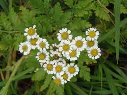 Image result for Tanacetum parthenium