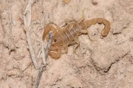 Eastern Sand Scorpion Paruroctonus Utahensis Scorpion Reptiles And Amphibians Arachnids