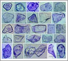 Image result for Acrachne