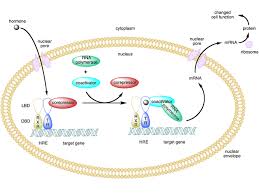 Hormones Boundless Anatomy And Physiology