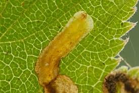 Image result for Stigmella ulmariae