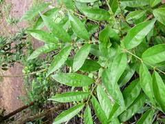 Image result for Polysphaeria multiflora