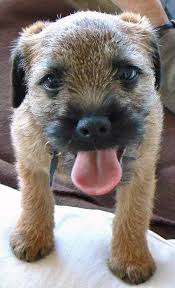 Ollie The Border Terrier Pictures 1372 Border Terrier Border Terrier Puppy Pitbull Terrier