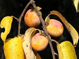 Image result for Diospyros virgata