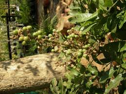 Image result for Deinbollia