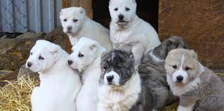 Check spelling or type a new query. Apply And Waiting List Central Asian Shepherd Dog Breeders