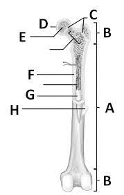 Fill in the blanks with the correct answers. Anatomy Of A Long Bone Diagram Quizlet