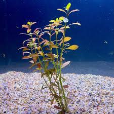 Image result for Ludwigia