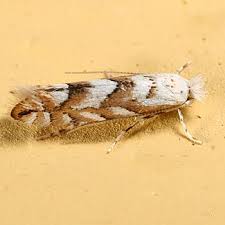 Image result for Phyllonorycter leucographellus