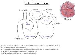 solved fetal blood flow from body to body lungs placenta